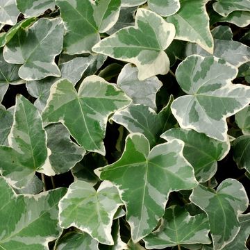 Hedera helix 'Glacier'