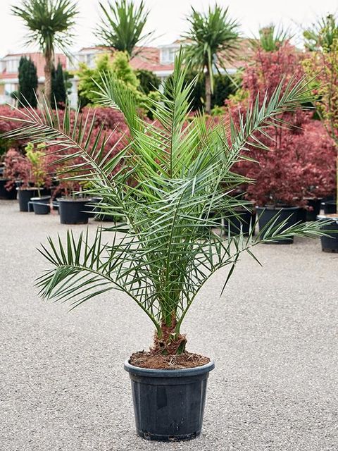 Phoenix canariensis