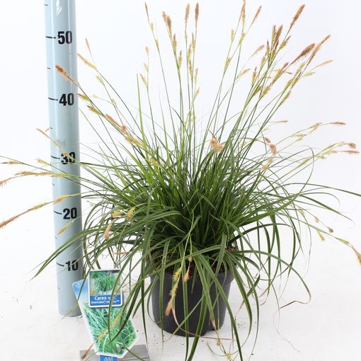 Carex oshimensis EVERCOLOR EVERLIME (About Plants Zundert BV)