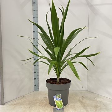 Cordyline australis EMERALD STAR