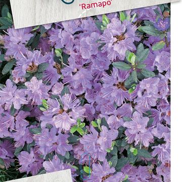 Rhododendron 'Ramapo'