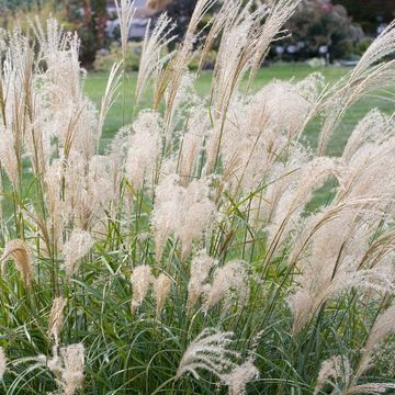 Miscanthus sinensis 'Adagio'