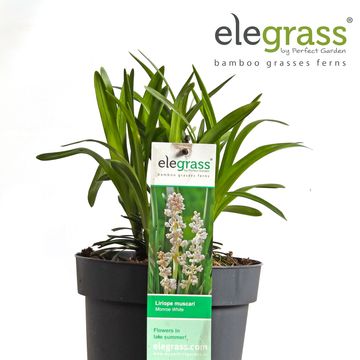Liriope muscari 'Monroe White'