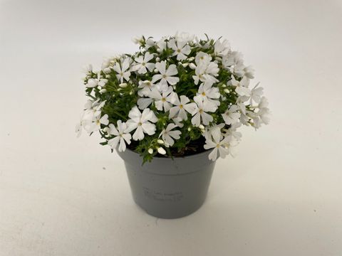 Phlox FABULOUS WHITE — Plant Wholesale FlorAccess