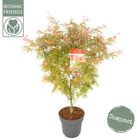 Acer palmatum 'Jerre Schwartz'