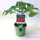 Solanum lycopersicum 'Tiny Tim'