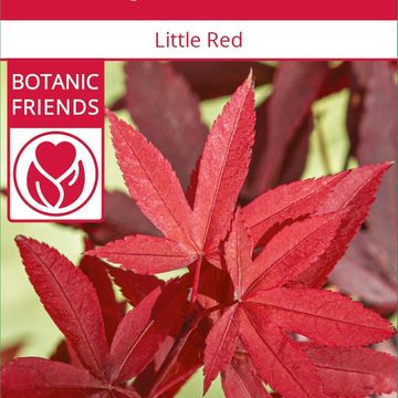 Acer palmatum 'Little Red'