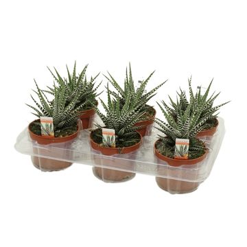 Haworthia fasciata 'Big Band'