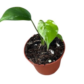 Monstera deliciosa 'Bulbasaur'