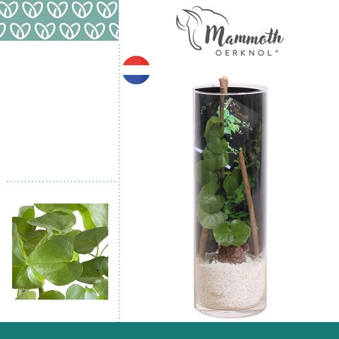 Dioscorea elephantipes