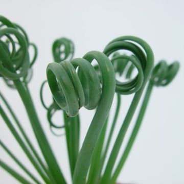 Albuca spiralis