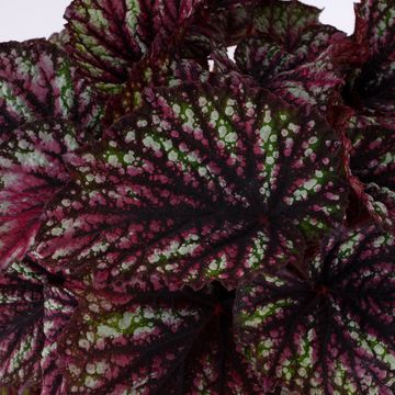 Begonia JUNGLE WONDER RAINBOW
