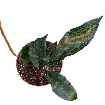 Tectaria hilocarpa