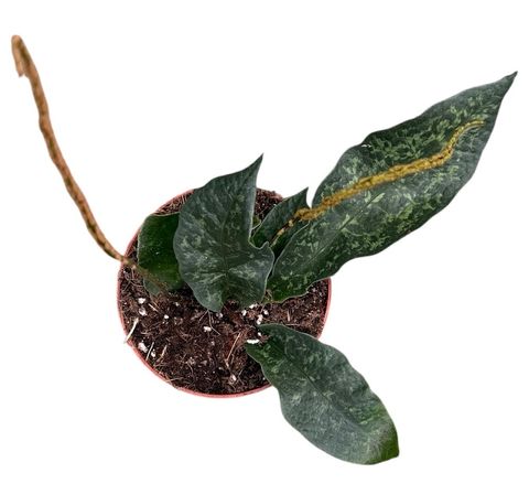 Tectaria hilocarpa