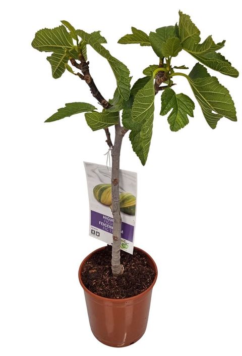 Ficus carica