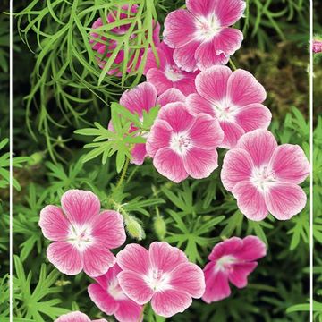 Geranium sanguineum 'Elke'