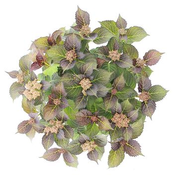 Hydrangea macrophylla TIFFANY PINK