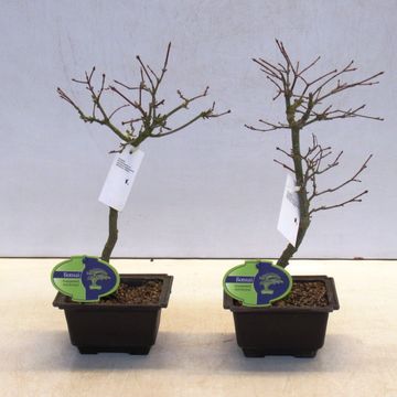 Acer palmatum 'Katsura'