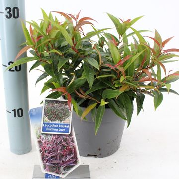 Leucothoe keiskei BURNING LOVE