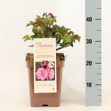 Rosa ROSENGRÄFIN MARIE HENRIETTE