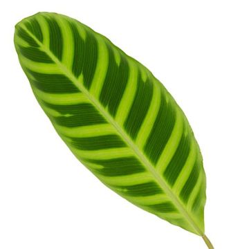 Calathea zebrina