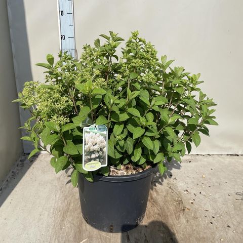 Hydrangea paniculata BOBO