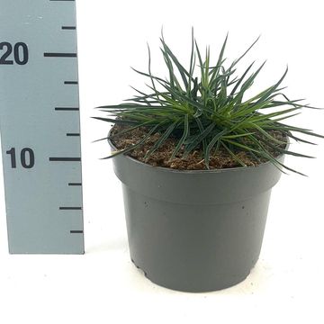 Dianthus carthusianorum