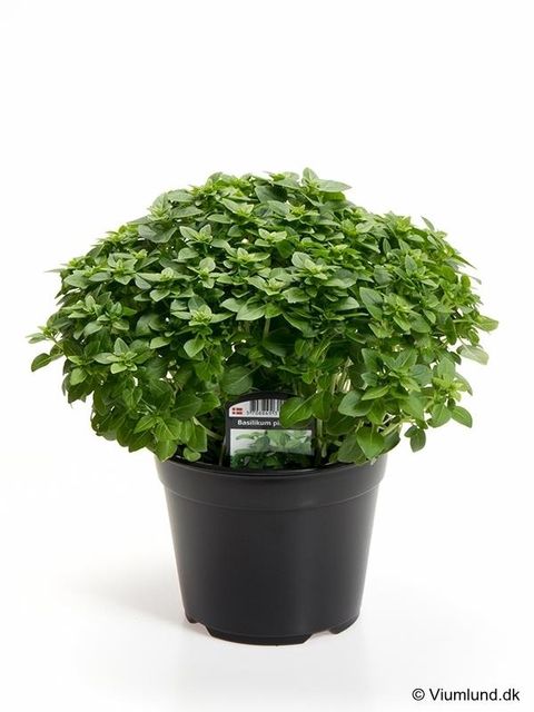 Ocimum basilicum 'Piccolino'