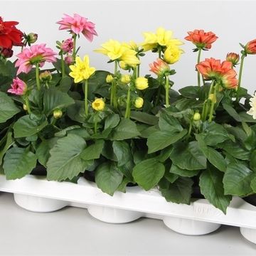 Dahlia DAHLIETTA MIX