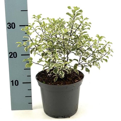 Pittosporum tenuifolium 'Variegatum'