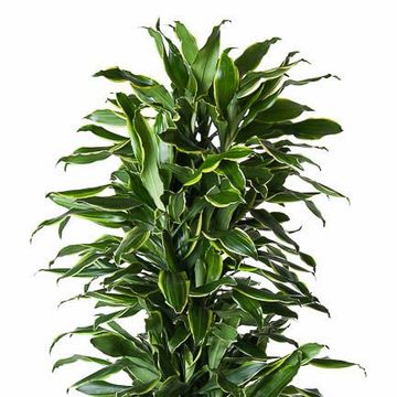 Dracaena fragrans 'Golden Coast'