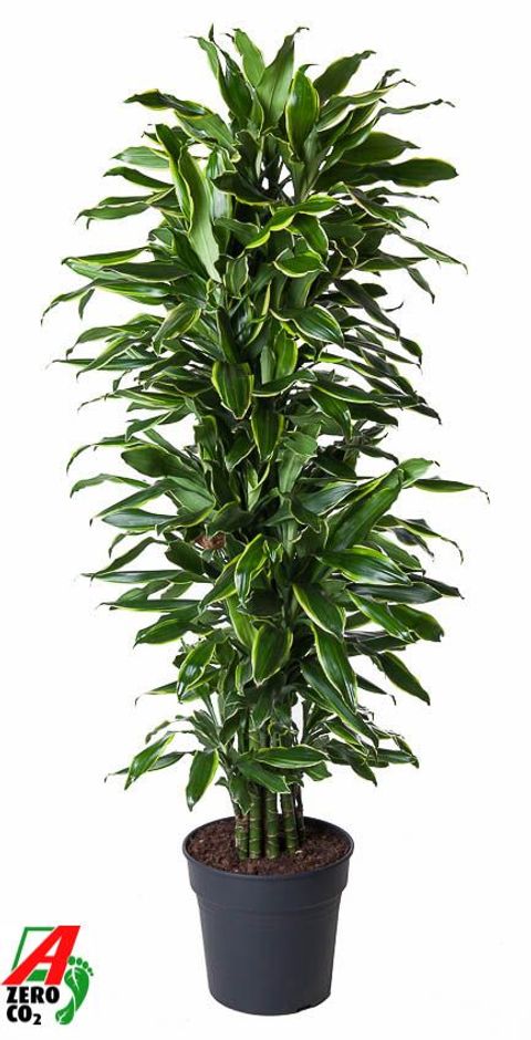 Dracaena fragrans 'Golden Coast'