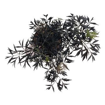 Sambucus nigra BLACK LACE