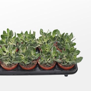 Crassula ovata 'Variegata'