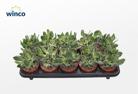 Crassula ovata 'Variegata'