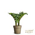 Zamioculcas zamiifolia ZENZI