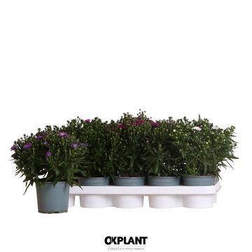 Aster STARLETTA MIX