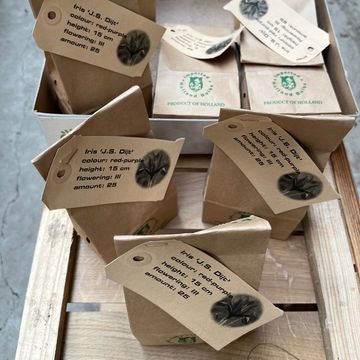 Iris reticulata 'J.S. Dijt'