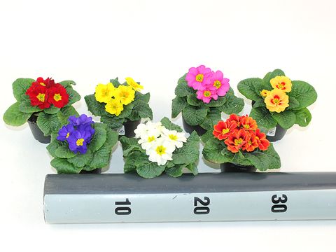 Primula vulgaris MIX