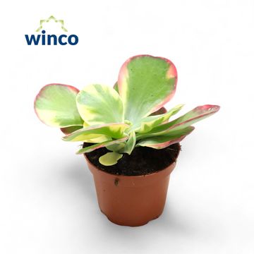 Kalanchoe thyrsiflora 'Variegata'