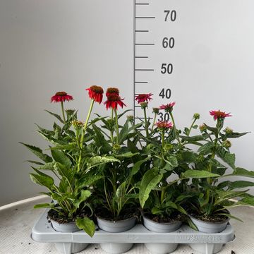 Echinacea LAKOTA MIX