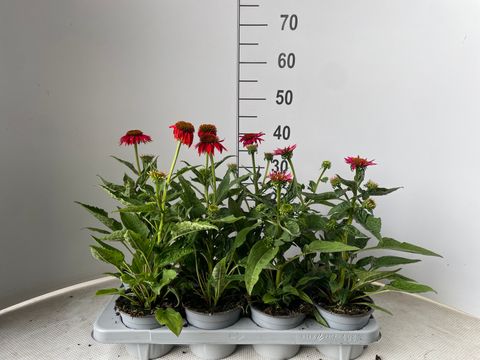Echinacea LAKOTA MIX