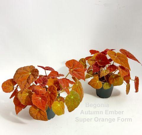 Begonia 'Autumn Ember'