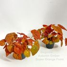 Begonia 'Autumn Ember'