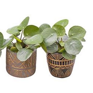 Pilea peperomioides