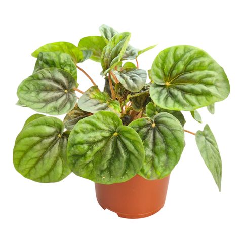 Peperomia 'Candora Da Vinci'