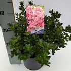 Rhododendron 'Kermesina Rosé'
