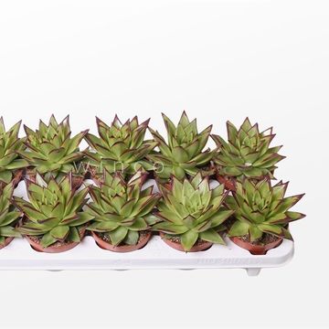Echeveria agavoides 'Lipstick'