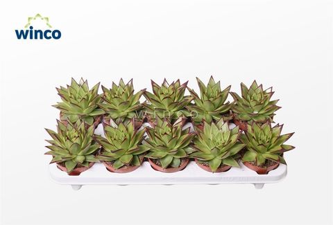 Echeveria agavoides 'Lipstick'