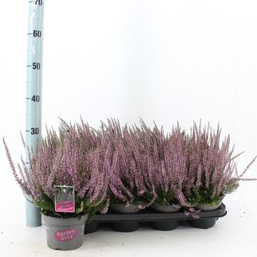 Calluna vulgaris GARDEN GIRLS HILDA